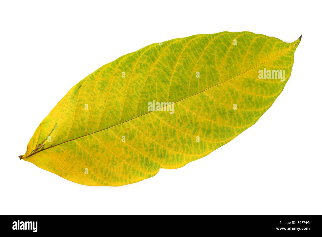 Foglio isolato Foto Stock