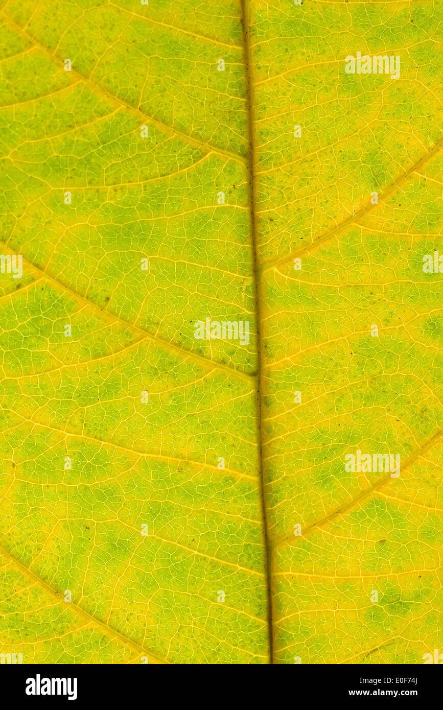 Superficie fogliare Foto Stock