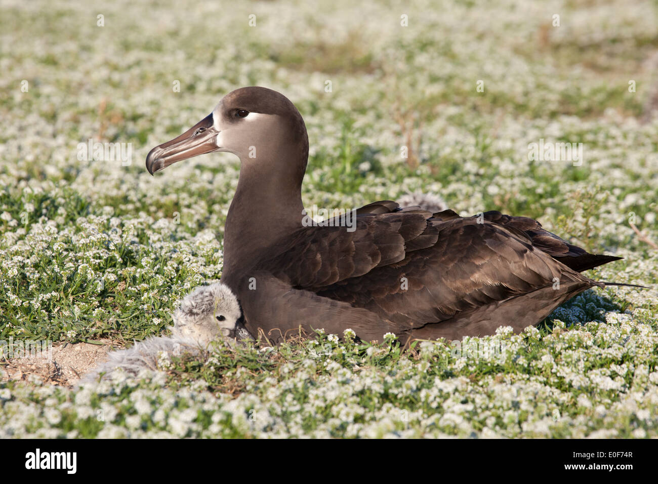 Il genitore di Albatross nero-footed e il pulcino downy giovane sul nido. (Phoebastria nigripes) Foto Stock