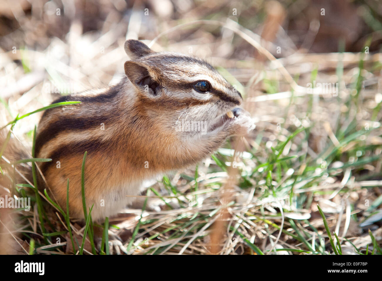 Un simpatico scoiattolino. Un minimo di Scoiattolo striado (Tamias minimus) alimentazione sulle sementi a Whitemud parco e riserva naturale di Edmonton, Canada. Foto Stock