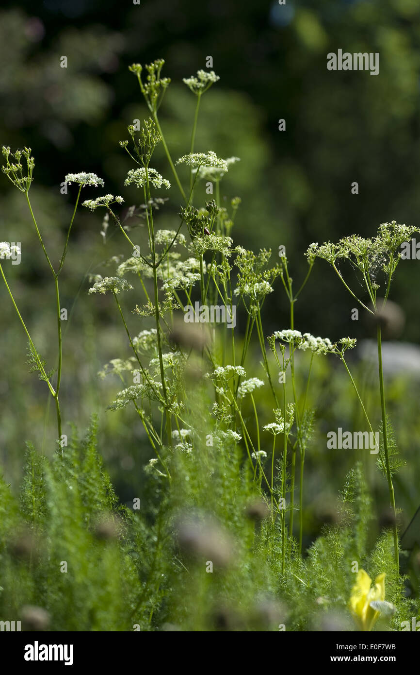 Baldmoney, meum athamanticum Foto Stock