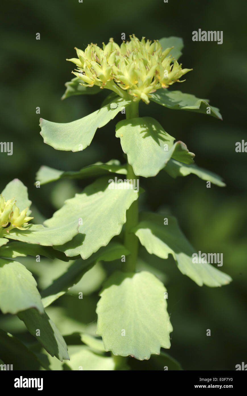 Radice dorata, Rhodiola rosea Foto Stock
