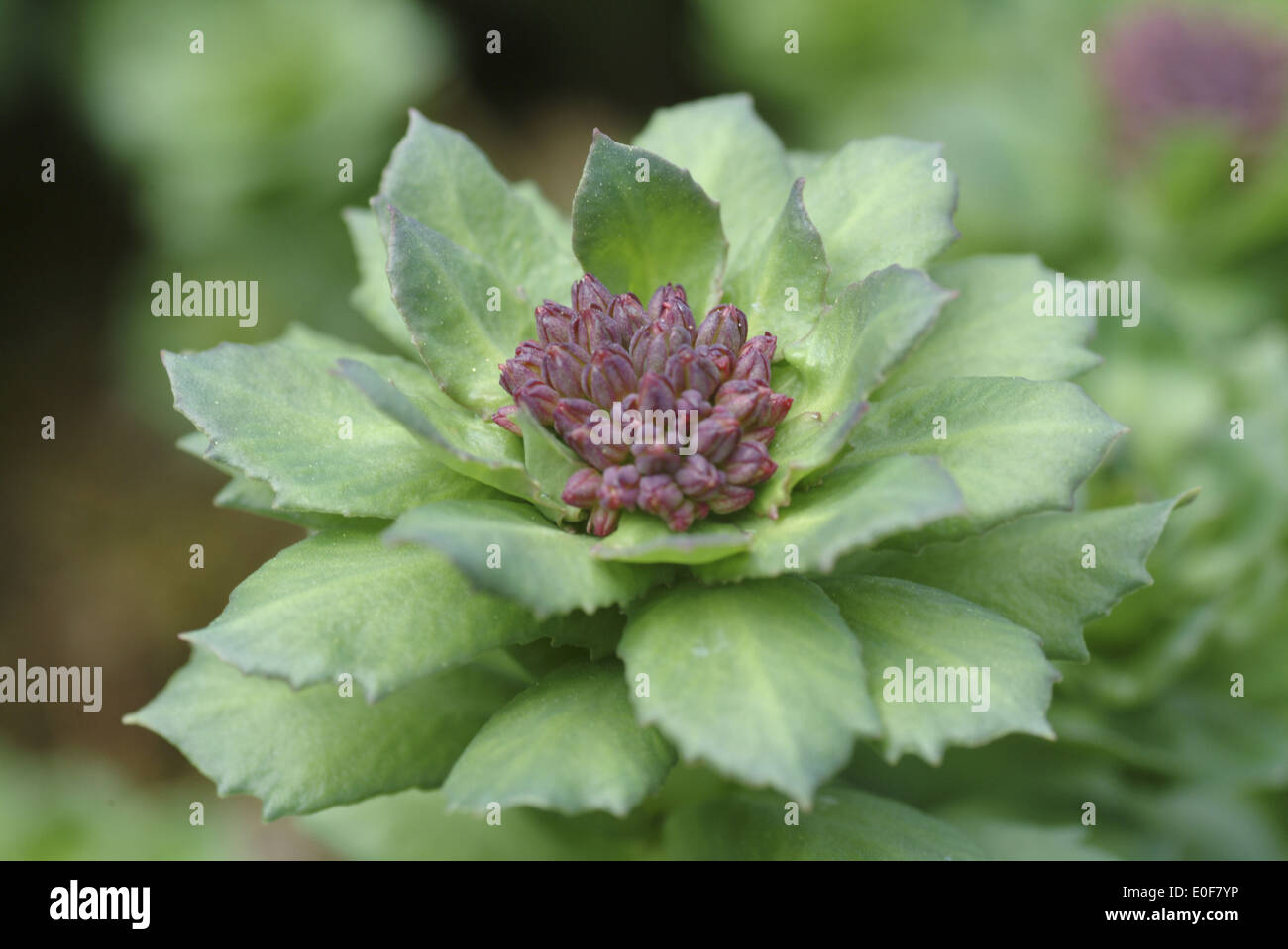 Radice dorata, Rhodiola rosea Foto Stock