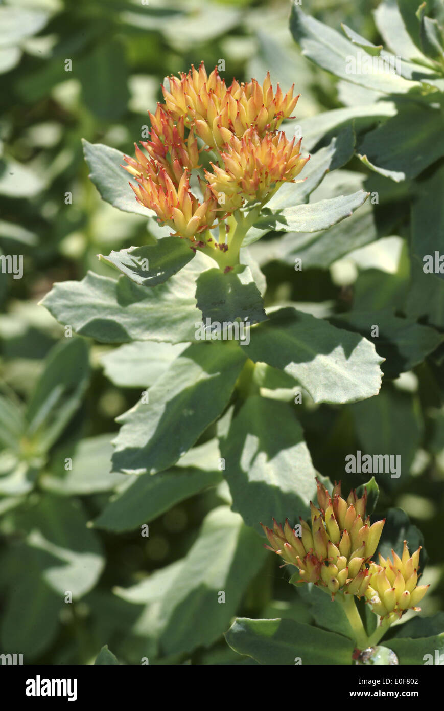 Radice dorata, Rhodiola rosea Foto Stock
