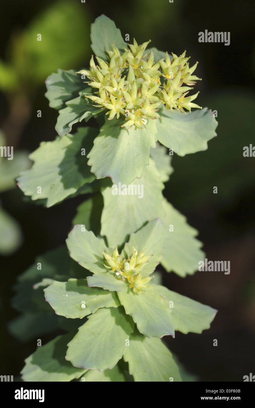 Radice dorata, Rhodiola rosea Foto Stock