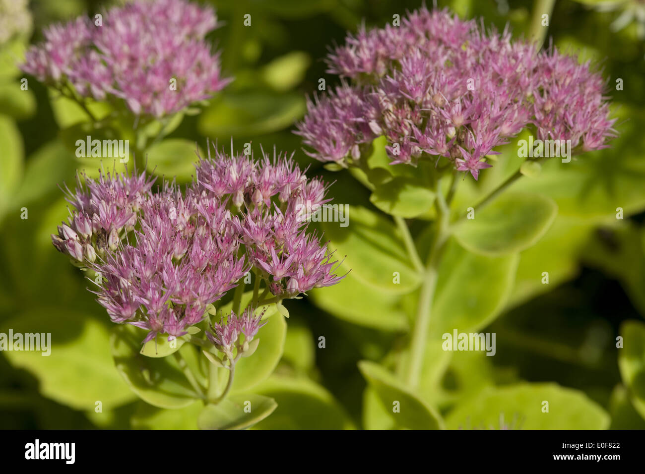 Stonecrop stowy, sedum spectabile brillante Foto Stock