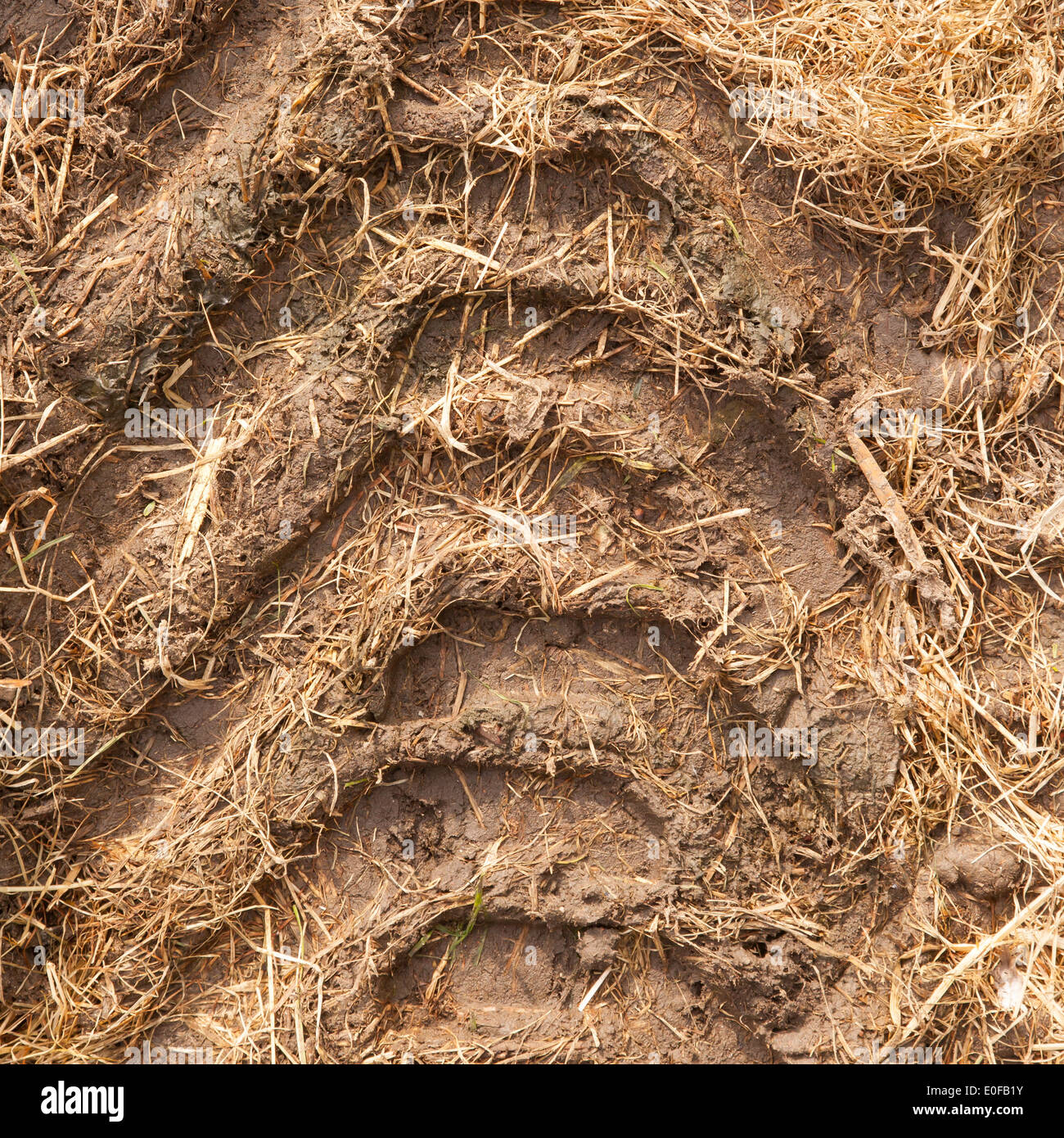 Close-up di un singolo pneumatico via nel fango Foto Stock