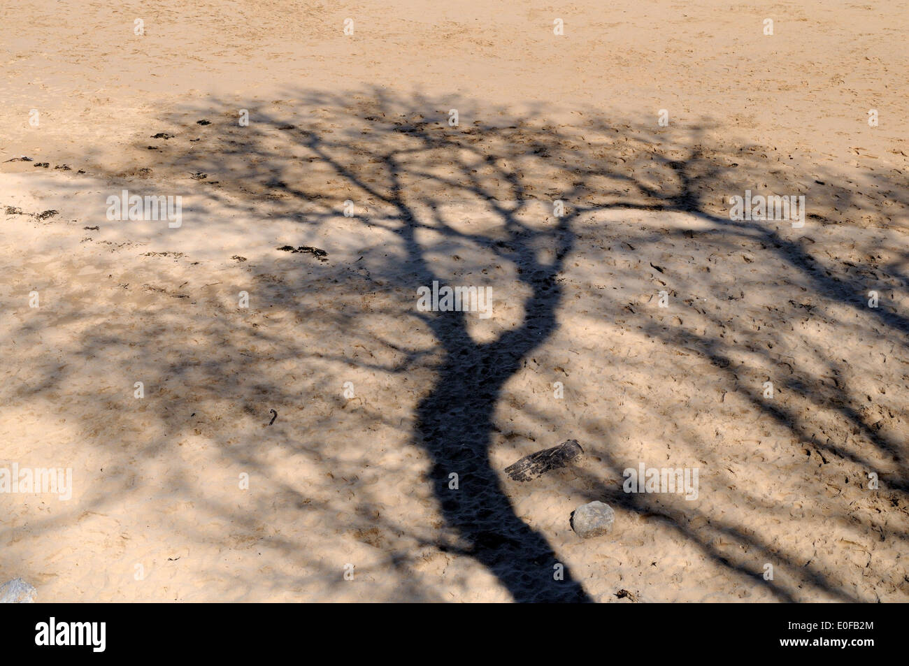 Ombra di inverno albero su di una spiaggia Pembrokeshre Galles Cymru REGNO UNITO GB Foto Stock
