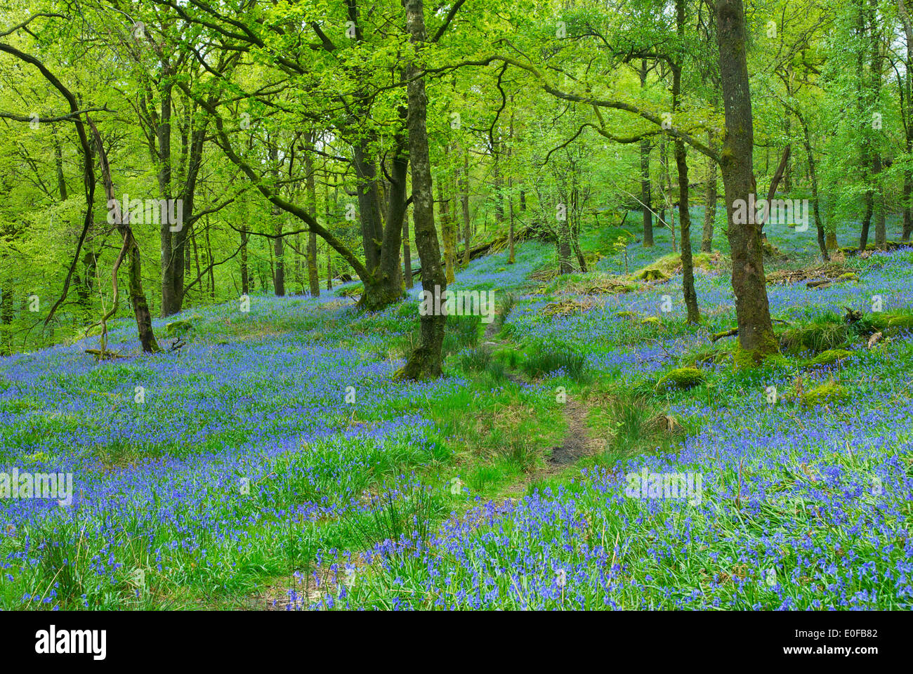 Jiffy Knotts legno, vicino Brathay, South Lakeland, Parco Nazionale del Distretto dei Laghi, Cumbria, England Regno Unito Foto Stock