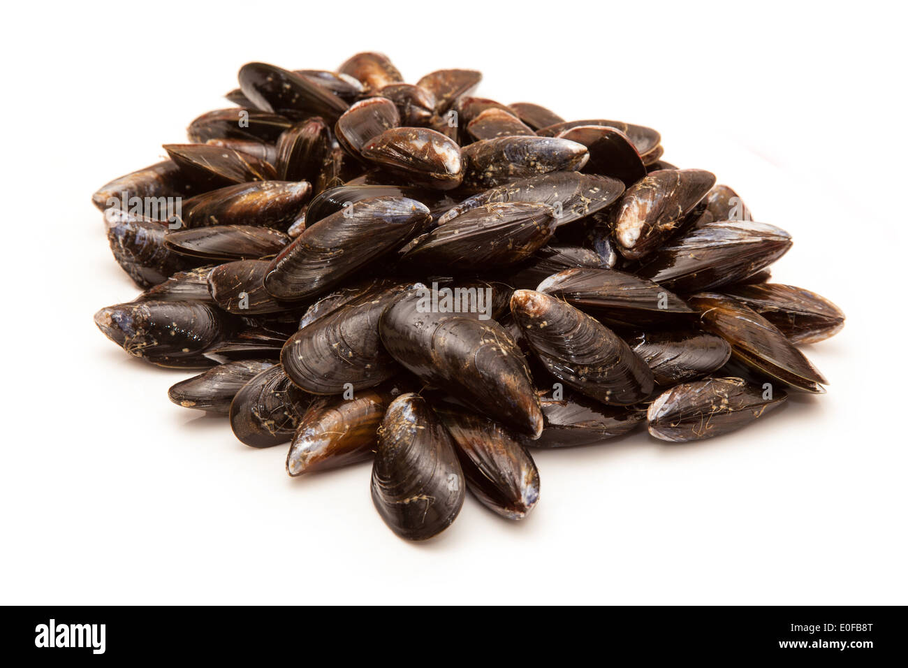 Materie di cozze isolato su un bianco di sfondo per studio. Foto Stock