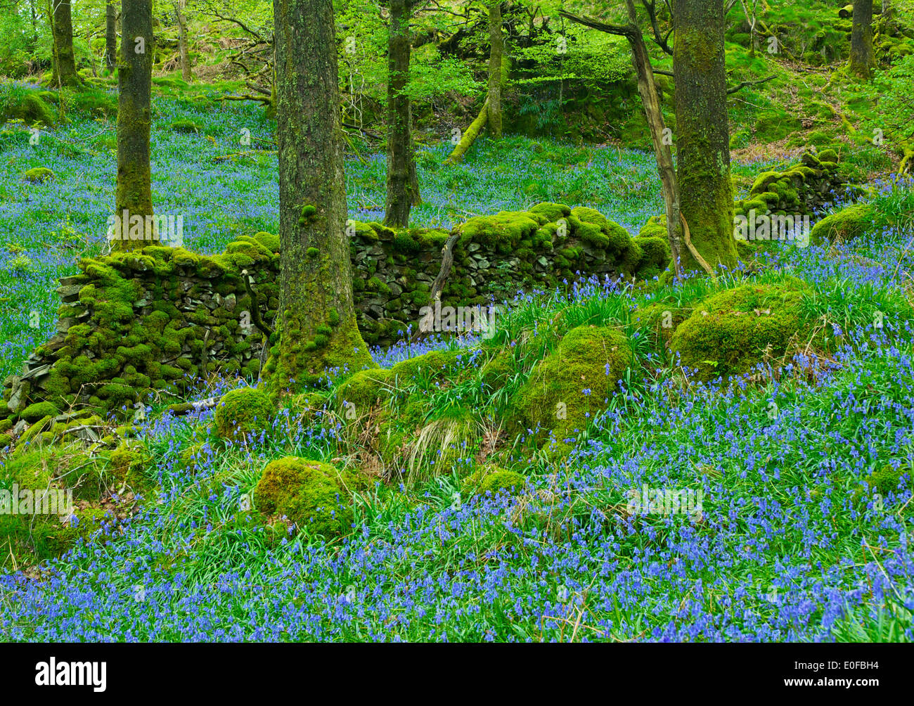 Jiffy Knotts legno, vicino Brathay, South Lakeland, Parco Nazionale del Distretto dei Laghi, Cumbria, England Regno Unito Foto Stock