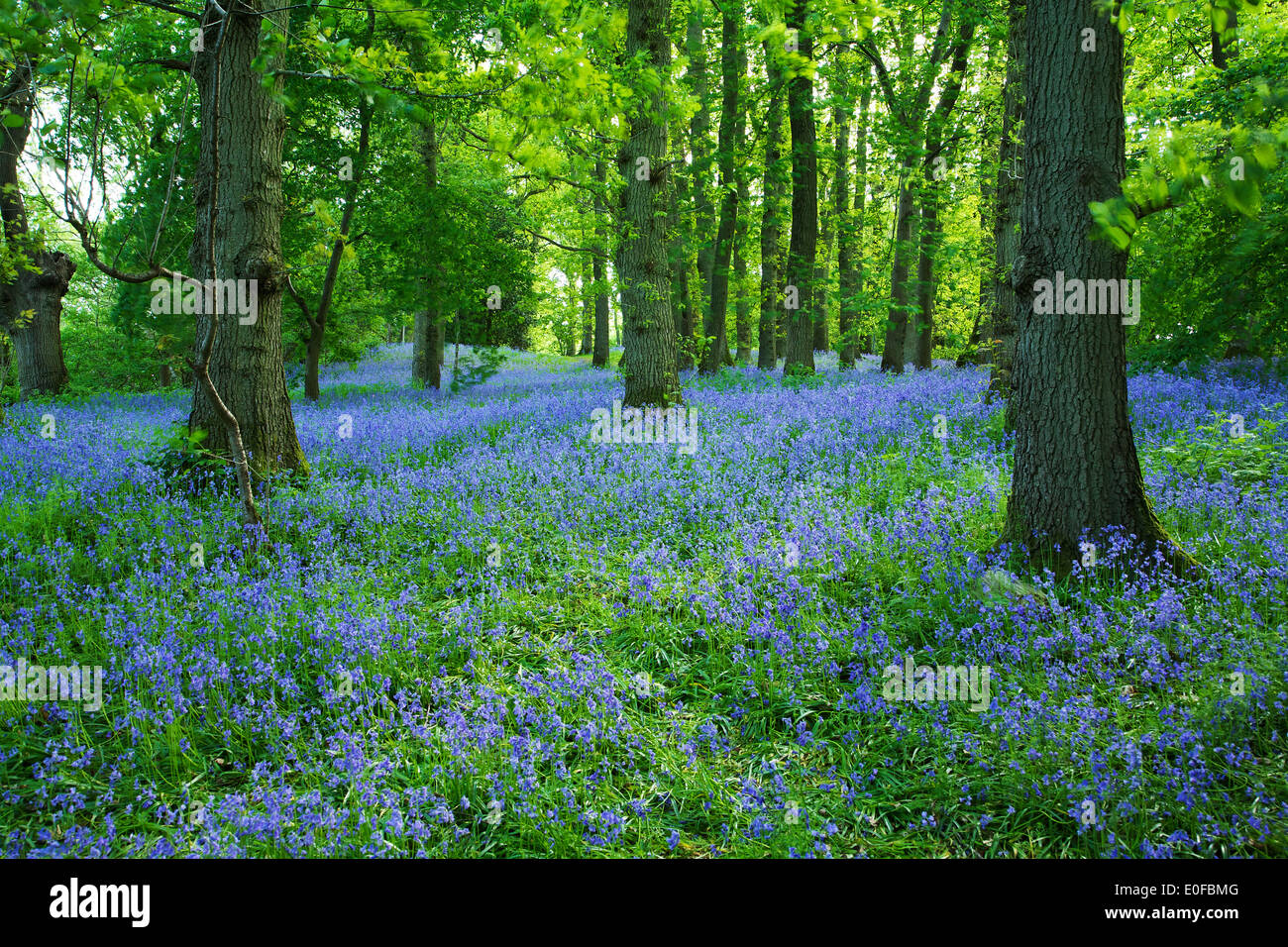 Tappeto di Bluebell Foto Stock