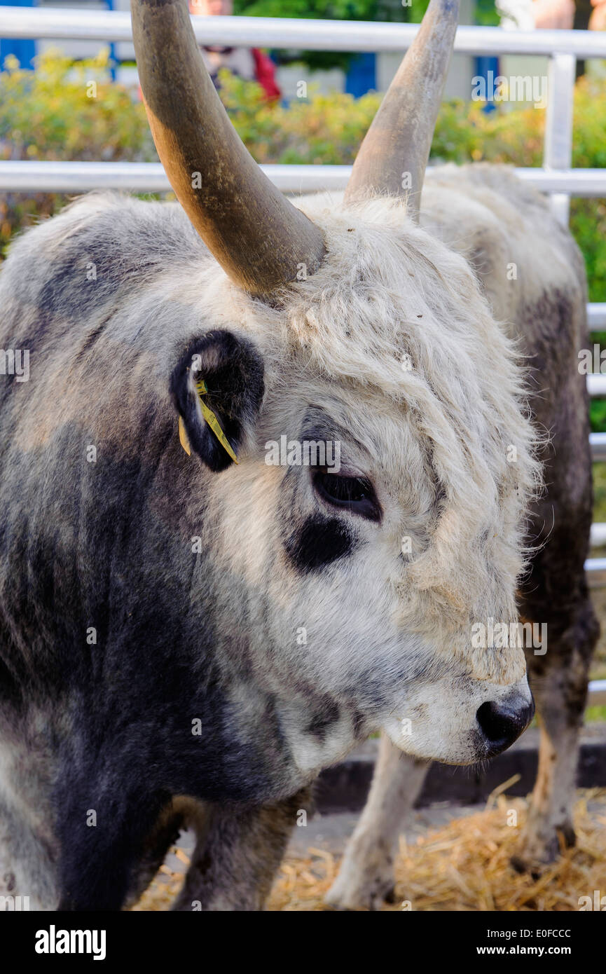 Tradizionale ox-mercato di Wedel, Schleswig-Holstein, Germania Foto Stock