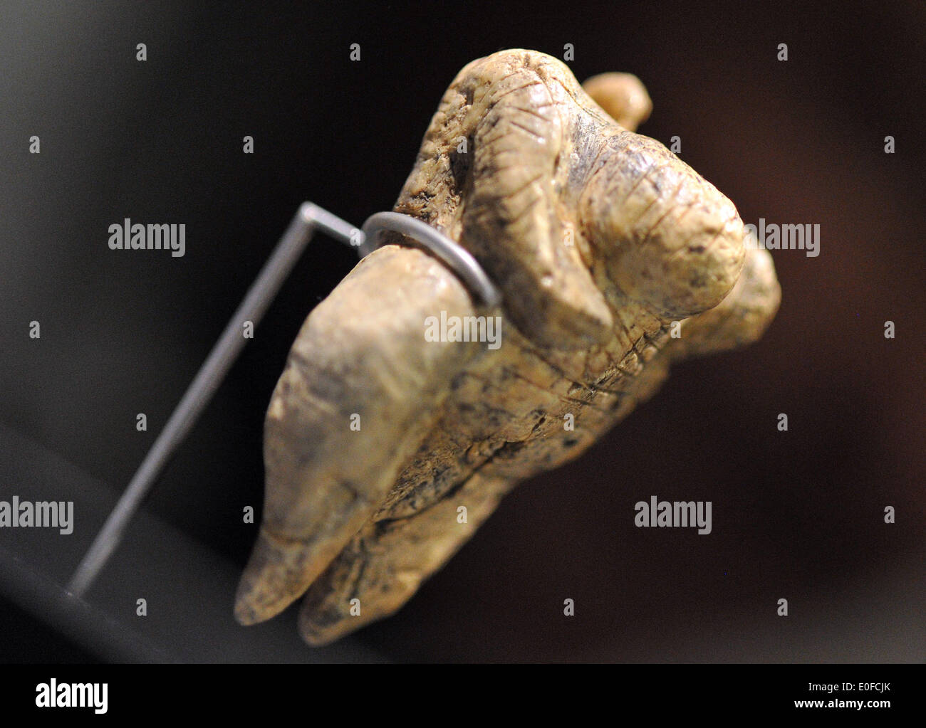 La Venere di Hohle Fels è in mostra presso il Museo della Preistoria Blaubeuren in Blaubeuren, Germania, 12 maggio 2014. L'avorio figurina di Venere è datata a circa 40.000 anni fa, e quindi è considerato il più antico esempio di umana figurativo di arte preistorica. Foto: STEFAN PUCHNER/dpa Foto Stock