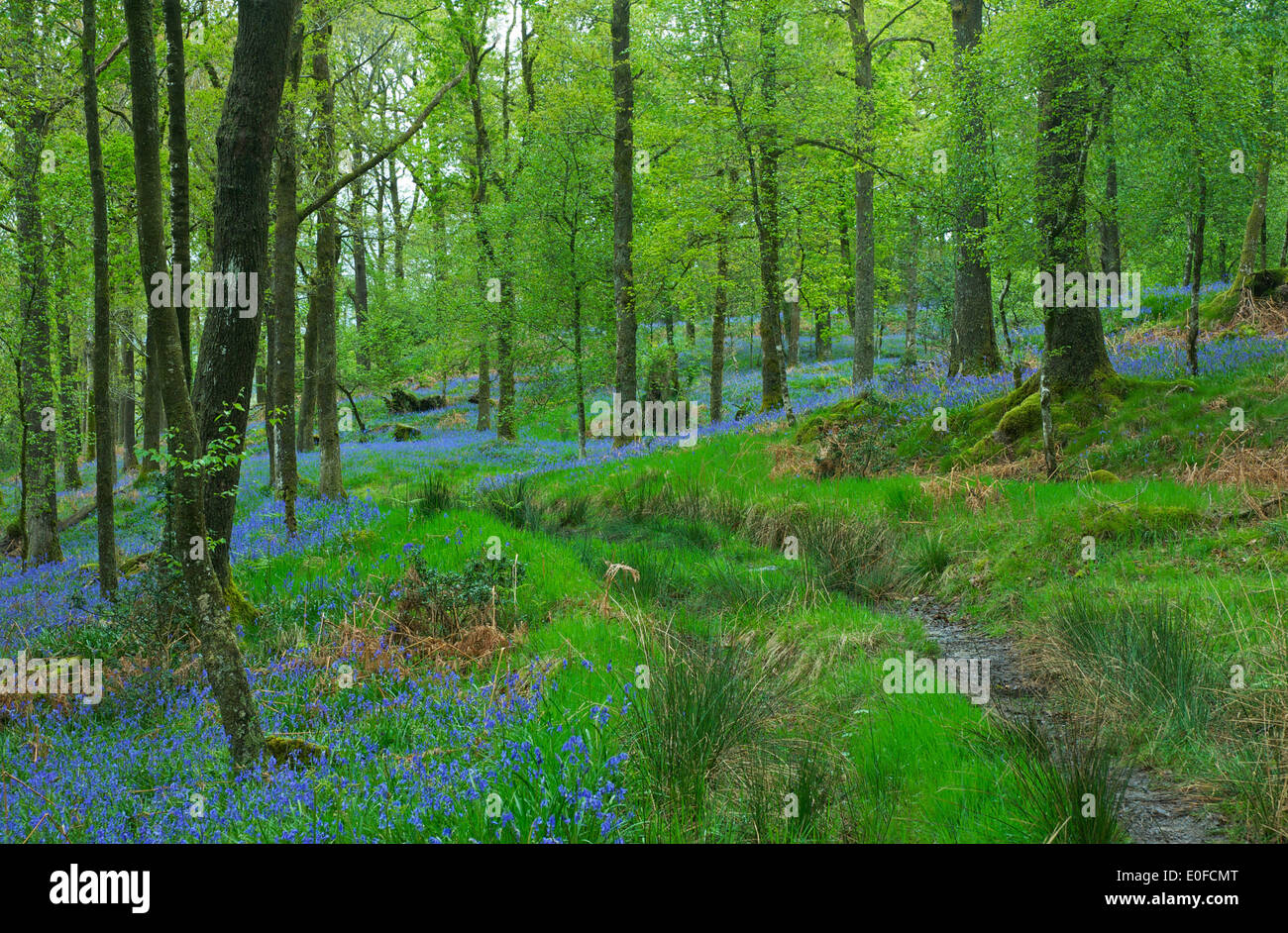 Jiffy Knotts legno, vicino Brathay, South Lakeland, Parco Nazionale del Distretto dei Laghi, Cumbria, England Regno Unito Foto Stock