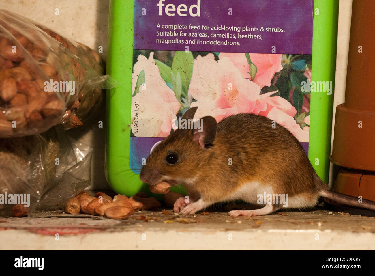 Mouse di legno con arachide. Foto Stock