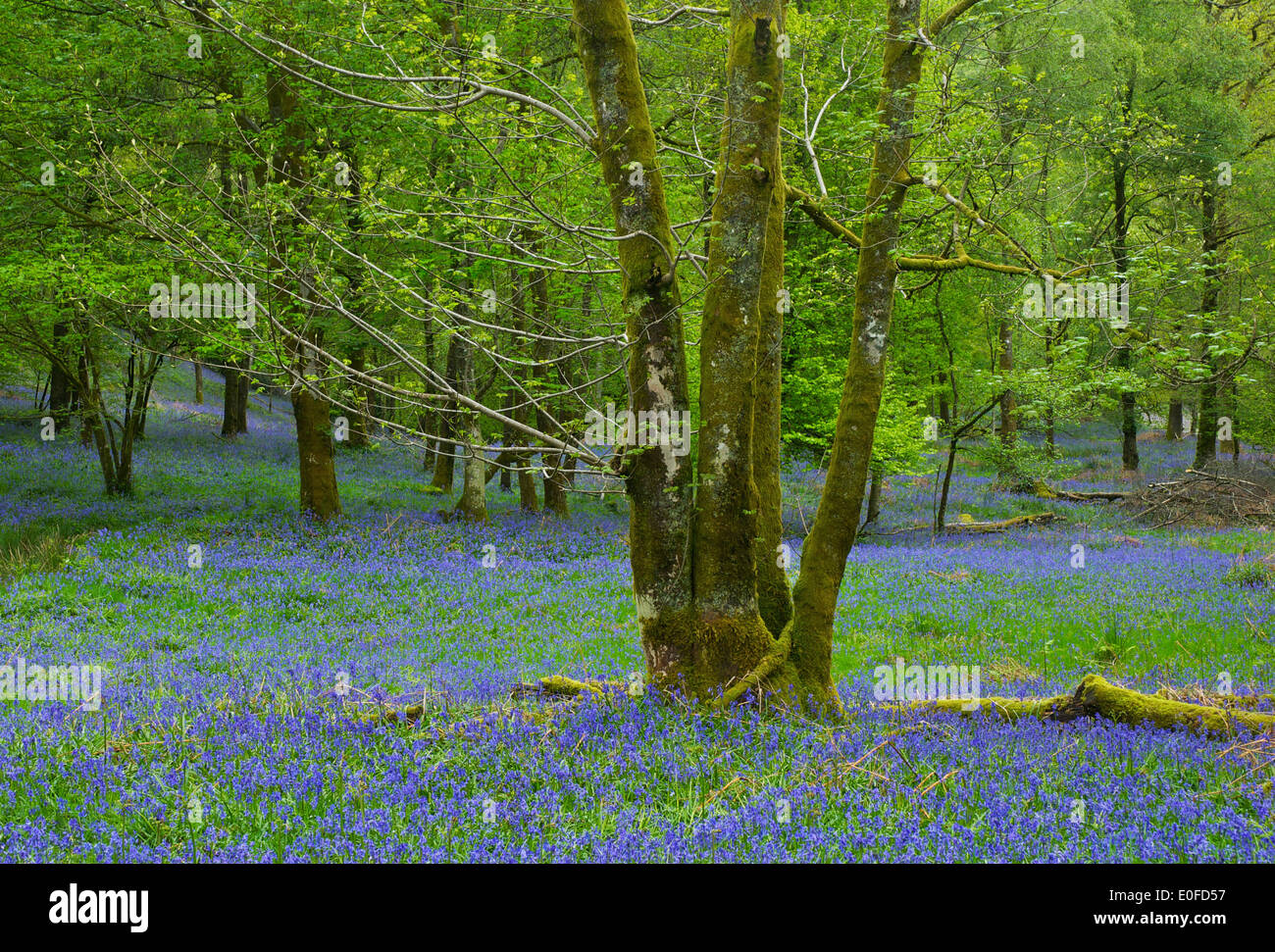 Jiffy Knotts legno, vicino Brathay, South Lakeland, Parco Nazionale del Distretto dei Laghi, Cumbria, England Regno Unito Foto Stock