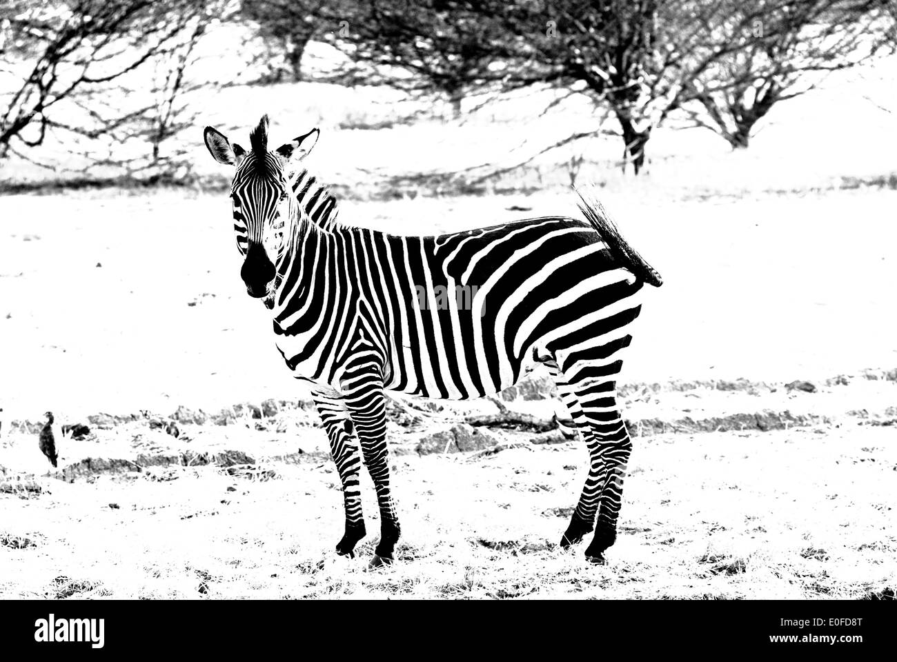 Africa animali libero Foto Stock
