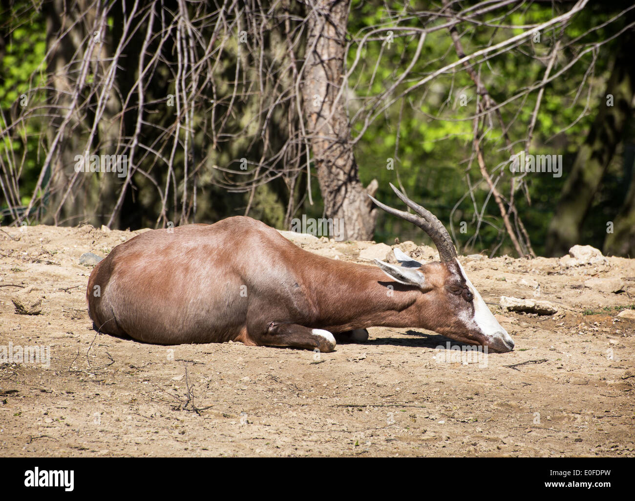 Blesbok o Blesbuck (Damaliscus pygargus phillipsi) è un antilope endemica in Sud Africa. Foto Stock