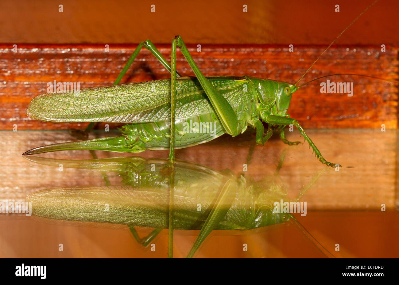 Un close-up di grasshopper Foto Stock