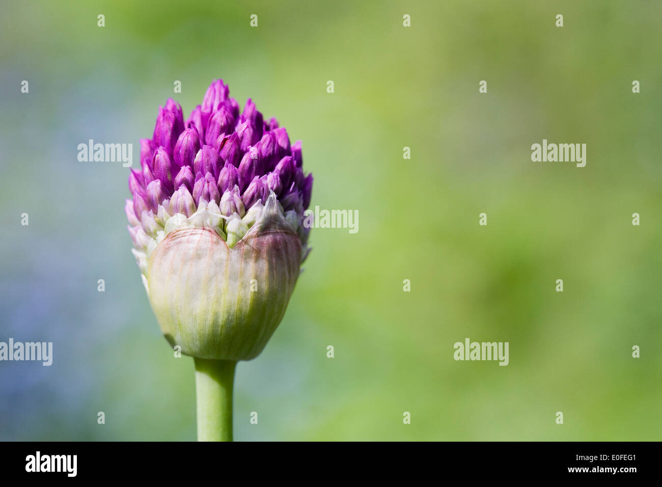 Allium 'viola sensazione'. Germoglio di fiore di apertura nel giardino. Foto Stock