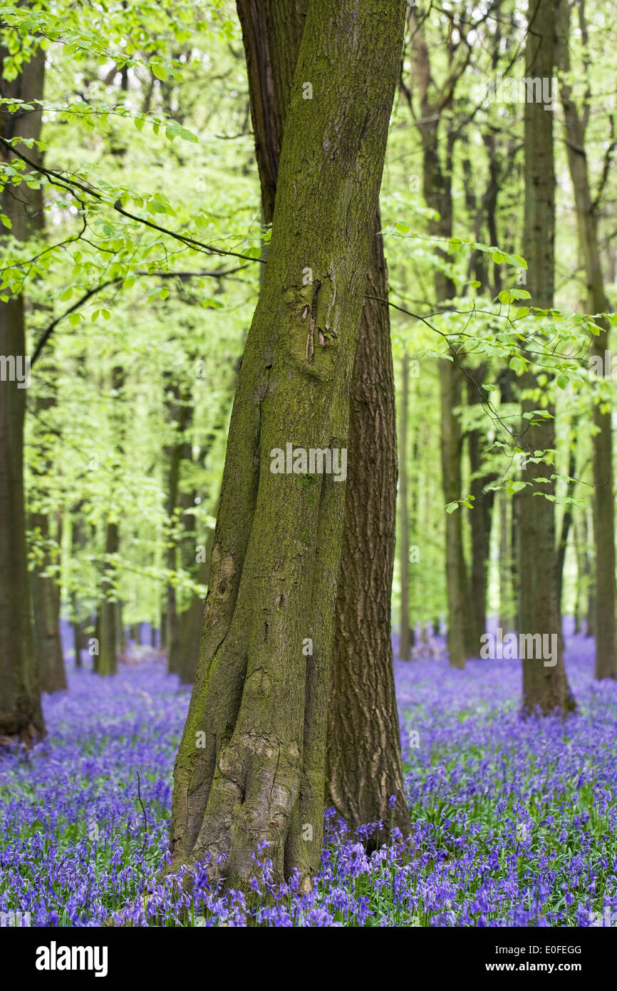 Hyacinthoides non scripta. Un Inglese bluebell legno in primavera. Foto Stock