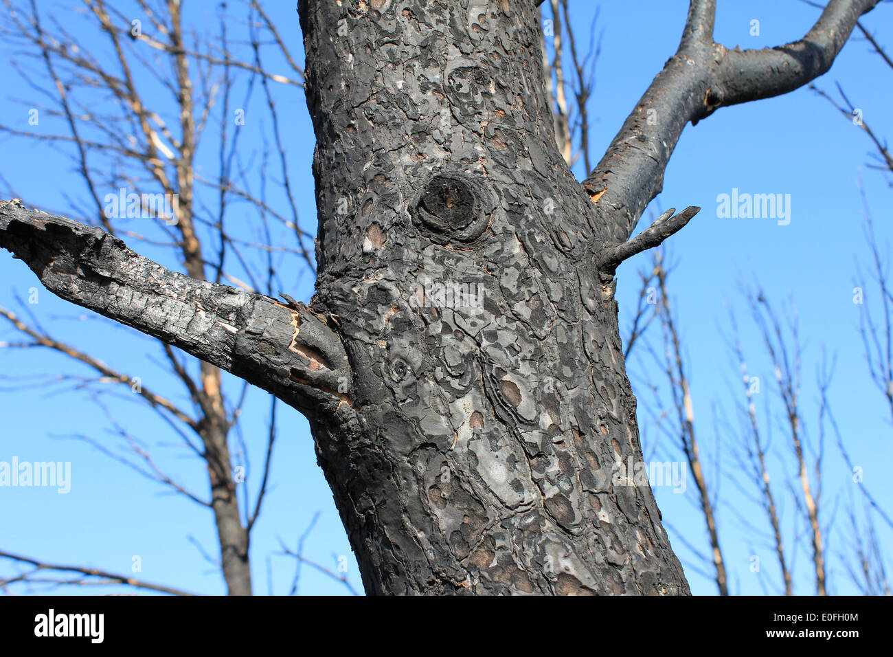 Annerita corteccia di un albero bruciato nel fuoco nel luglio 2012 nell'Alt Empordà, Girona, Catalogna, Spagna Foto Stock