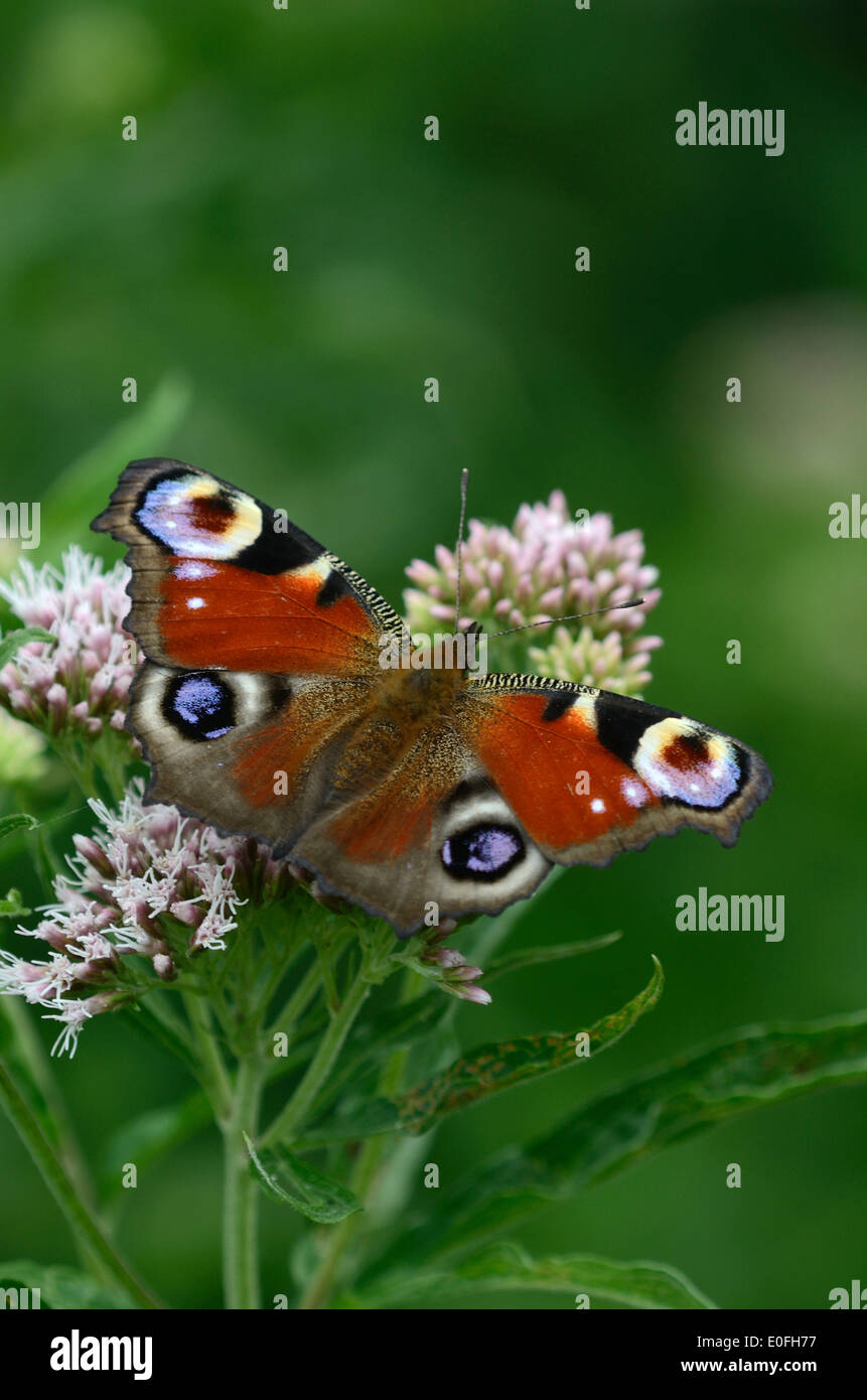 Farfalla pavone Inachis io insetto ritratto di invertebrati Foto Stock