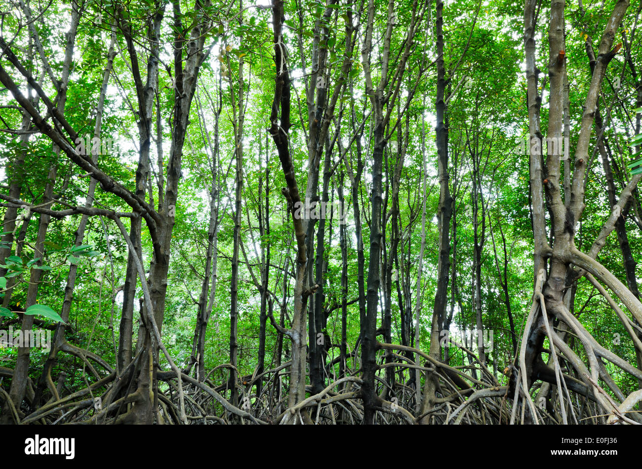 La foresta di mangrovie area di conservazione in Rayong Thailandia Foto Stock