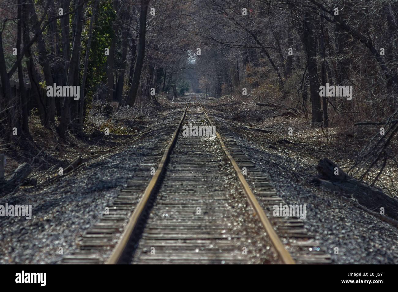Ferrovia Strada tracce profonde nel bosco Foto Stock