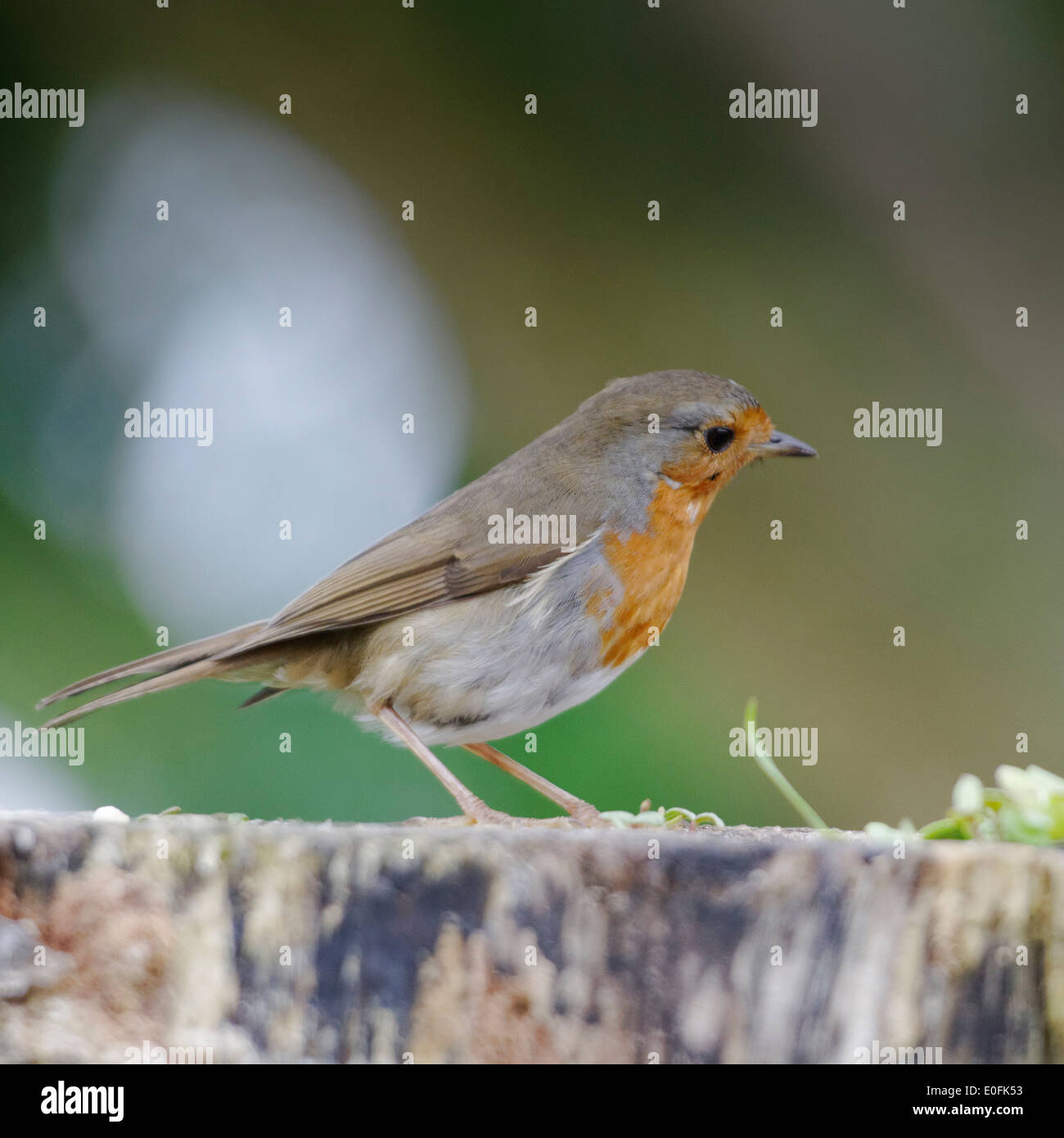Welsh Giardino uccelli: cauti robin appollaiato su un ceppo di albero Foto Stock