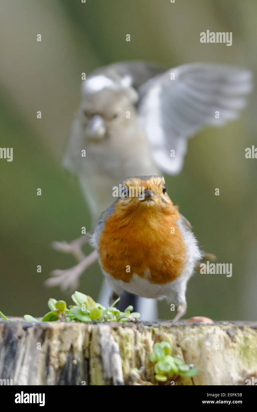Welsh Giardino uccelli: un fringuello in volo su wince un robin Foto Stock
