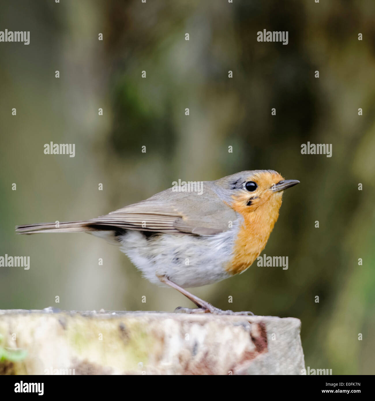 Welsh Giardino uccelli: Robin su un ceppo di albero Foto Stock