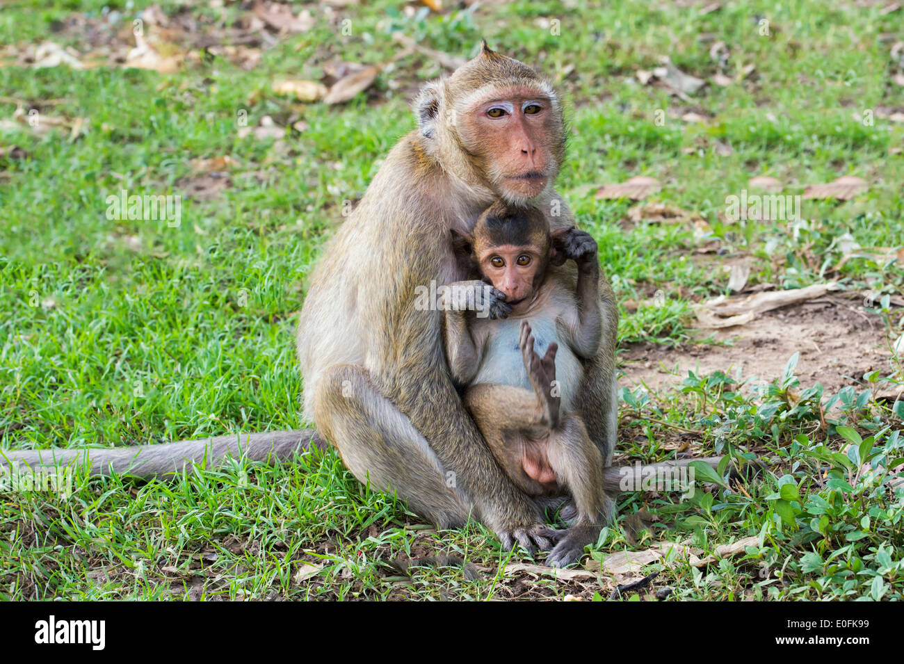 Lunga coda Macaque o Macachi mangiatori di granchi (Macaca fascicularis), Madre e giovani, Thailandia, Asia Foto Stock