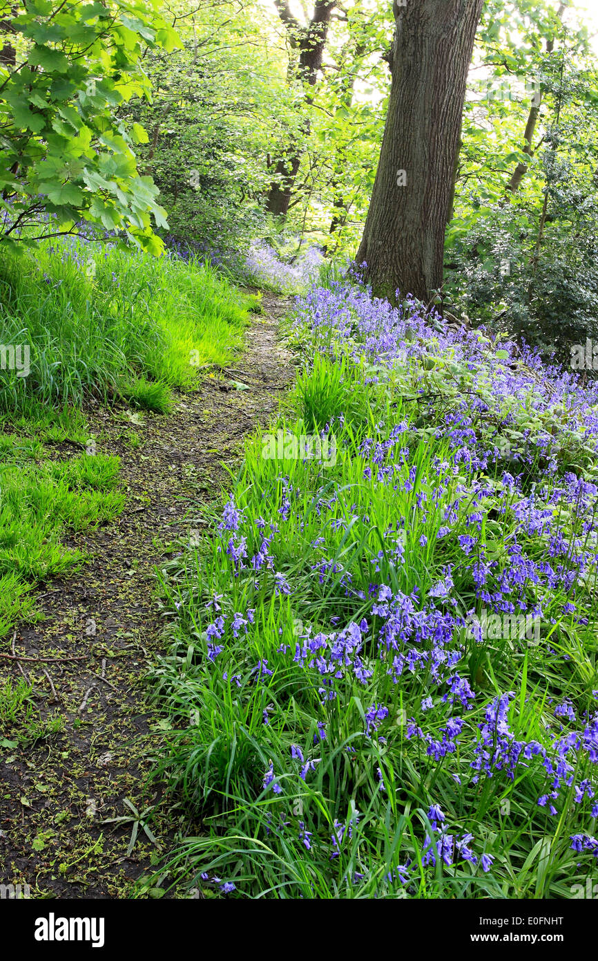 Primavera, ed un sentiero si snoda attraverso boschi bluebell a molla vecchia di legno in Shipley, West Yorkshire, Inghilterra Foto Stock