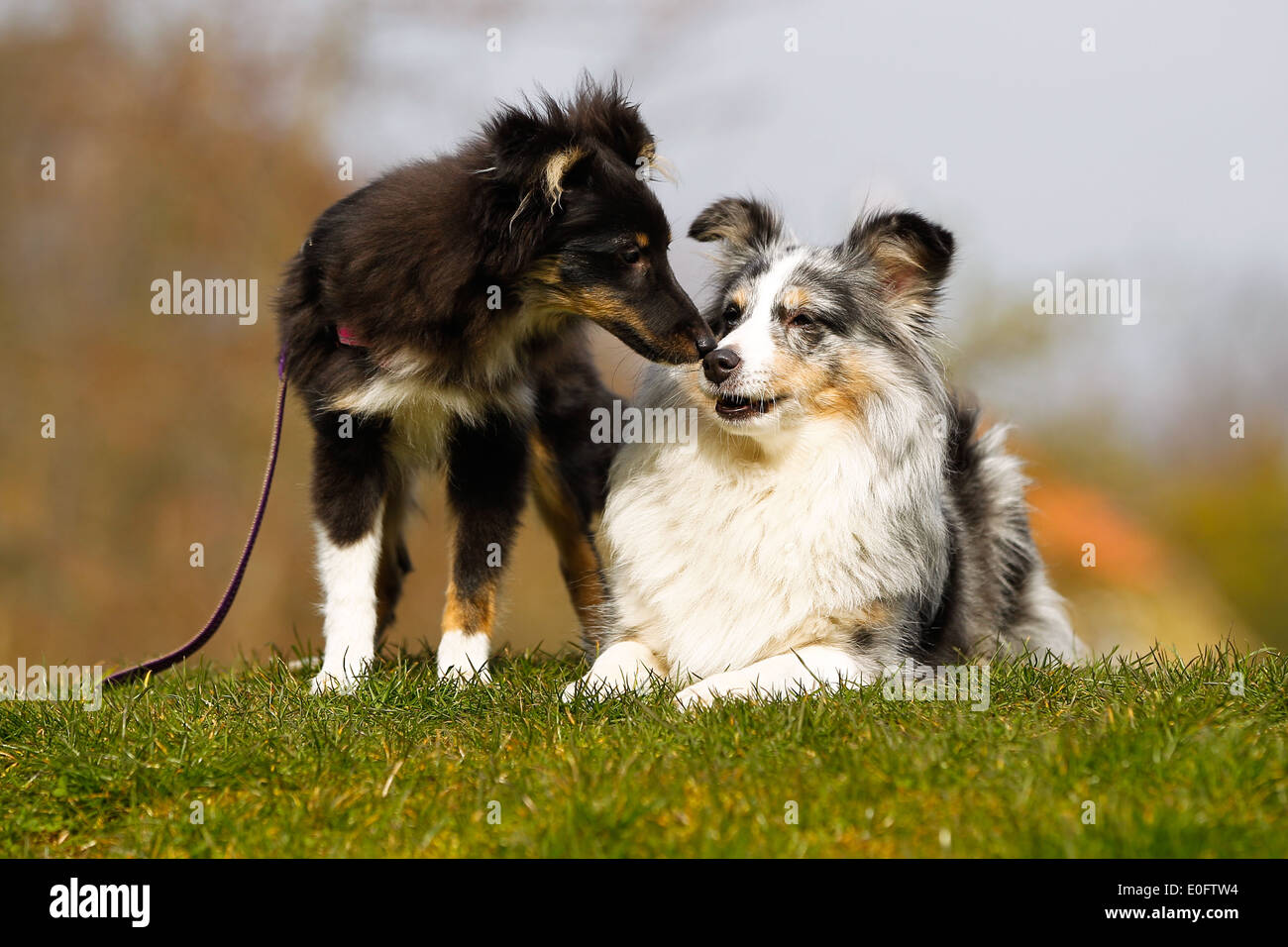 Due border collies disteso e in piedi all'esterno. Foto Stock