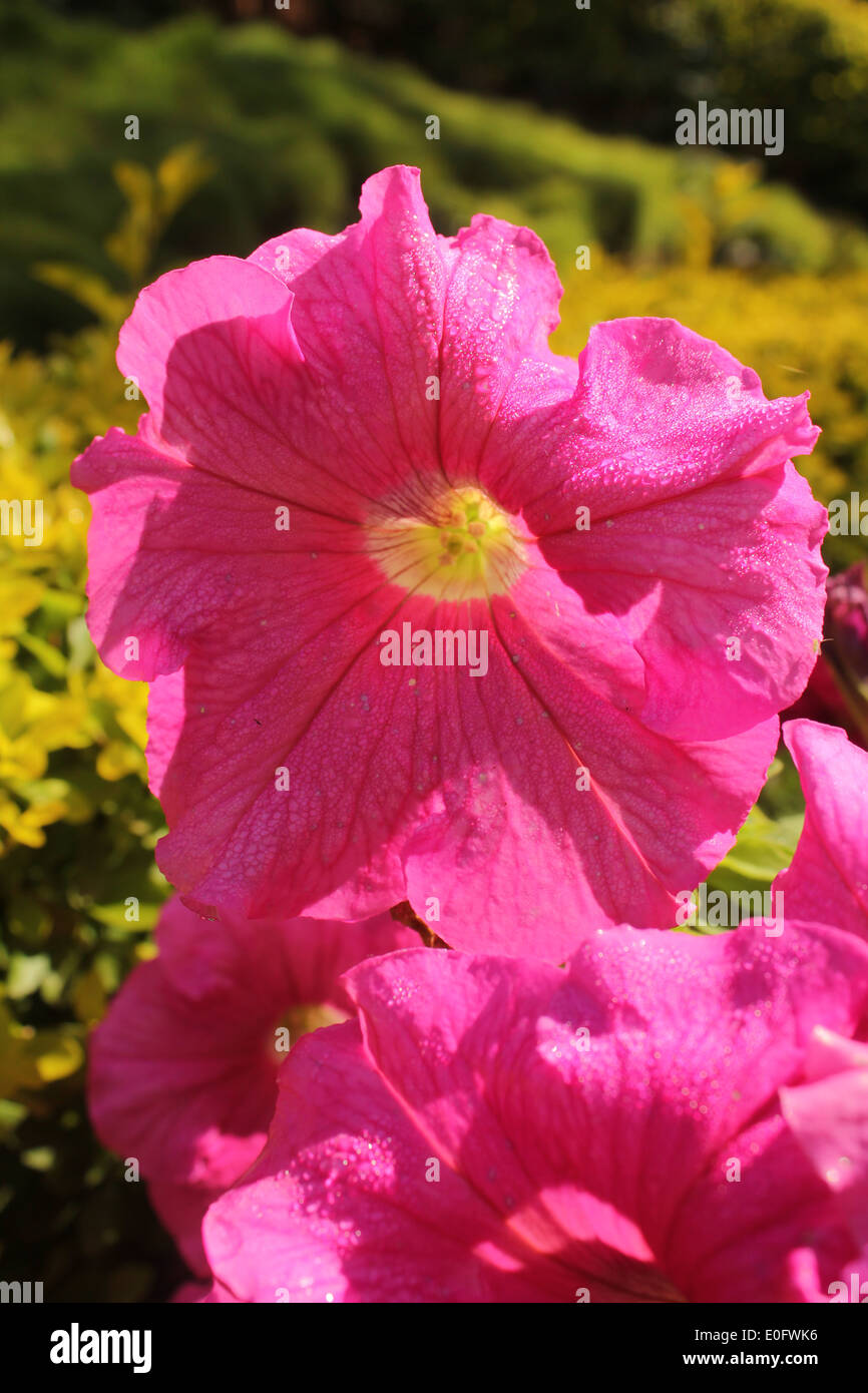 Vivace fiore di petunia rosa in piena fioritura, luccicante sotto la luce del sole con delicati petali e un lussureggiante sfondo verde del giardino Foto Stock