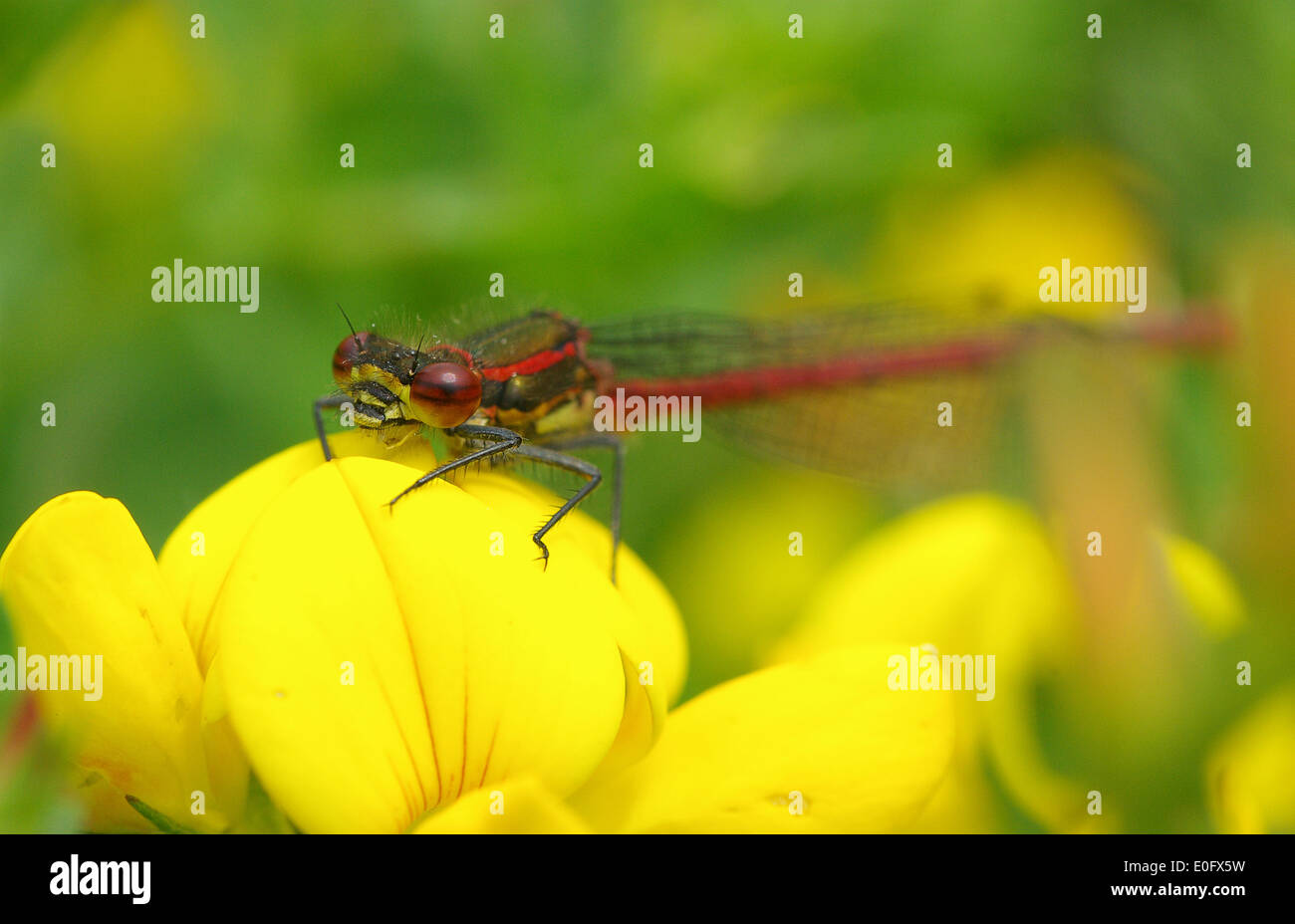 Damselfly rosso Foto Stock