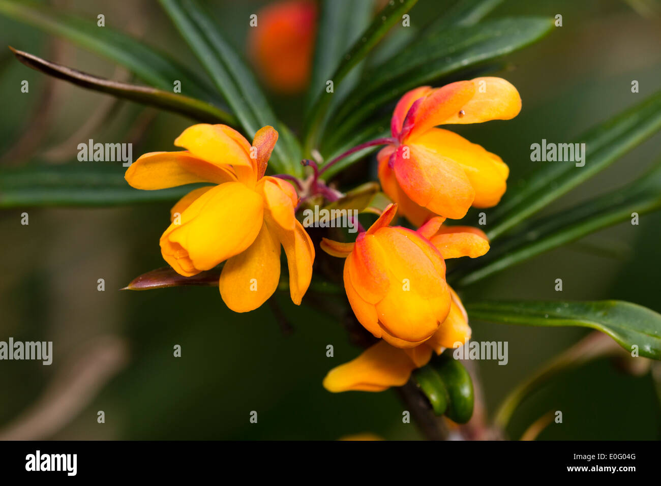 Fiori di Primavera di Crespino, Berberis trigona "Orange King' Foto Stock