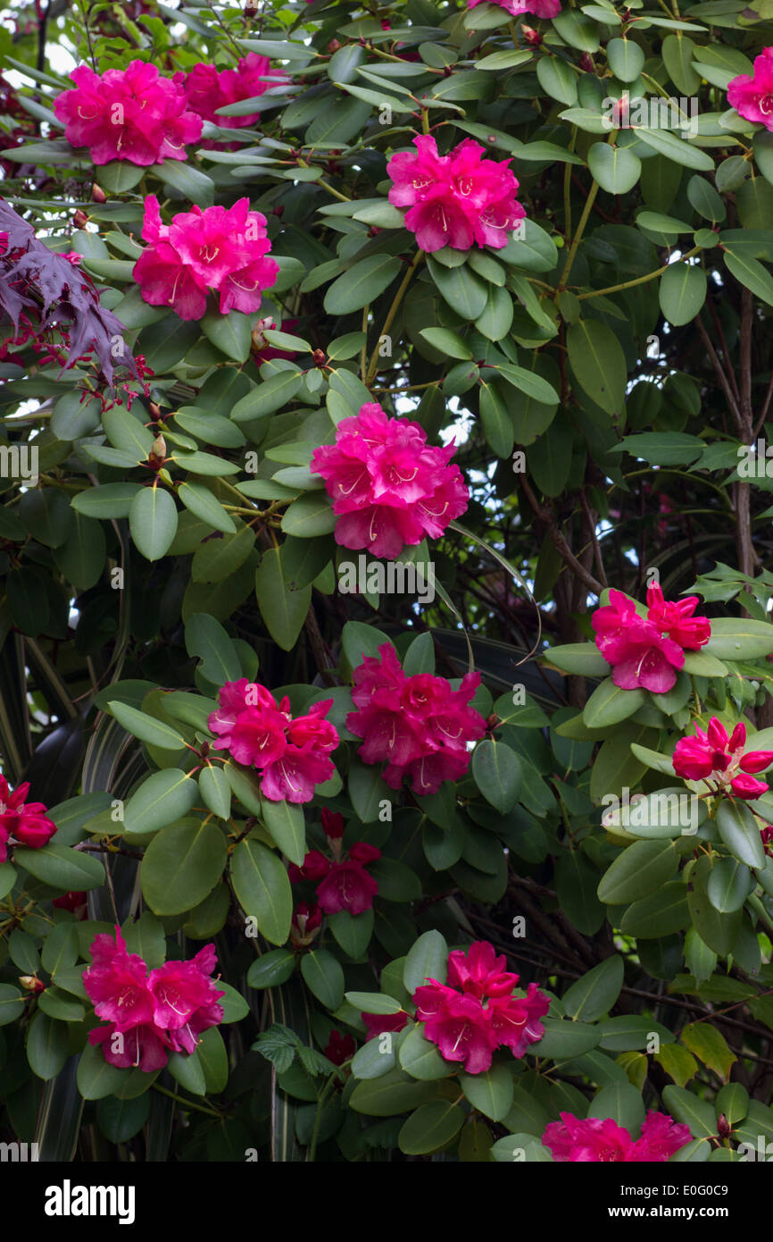 Fiori di rododendro williamsianum ibrido, 'WillBrit' Foto Stock