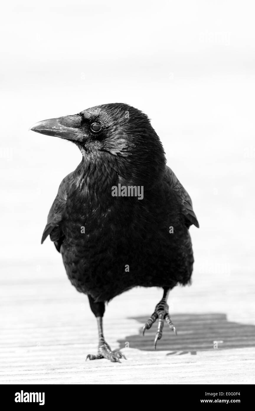 Grande black bird il carrion crow Foto Stock