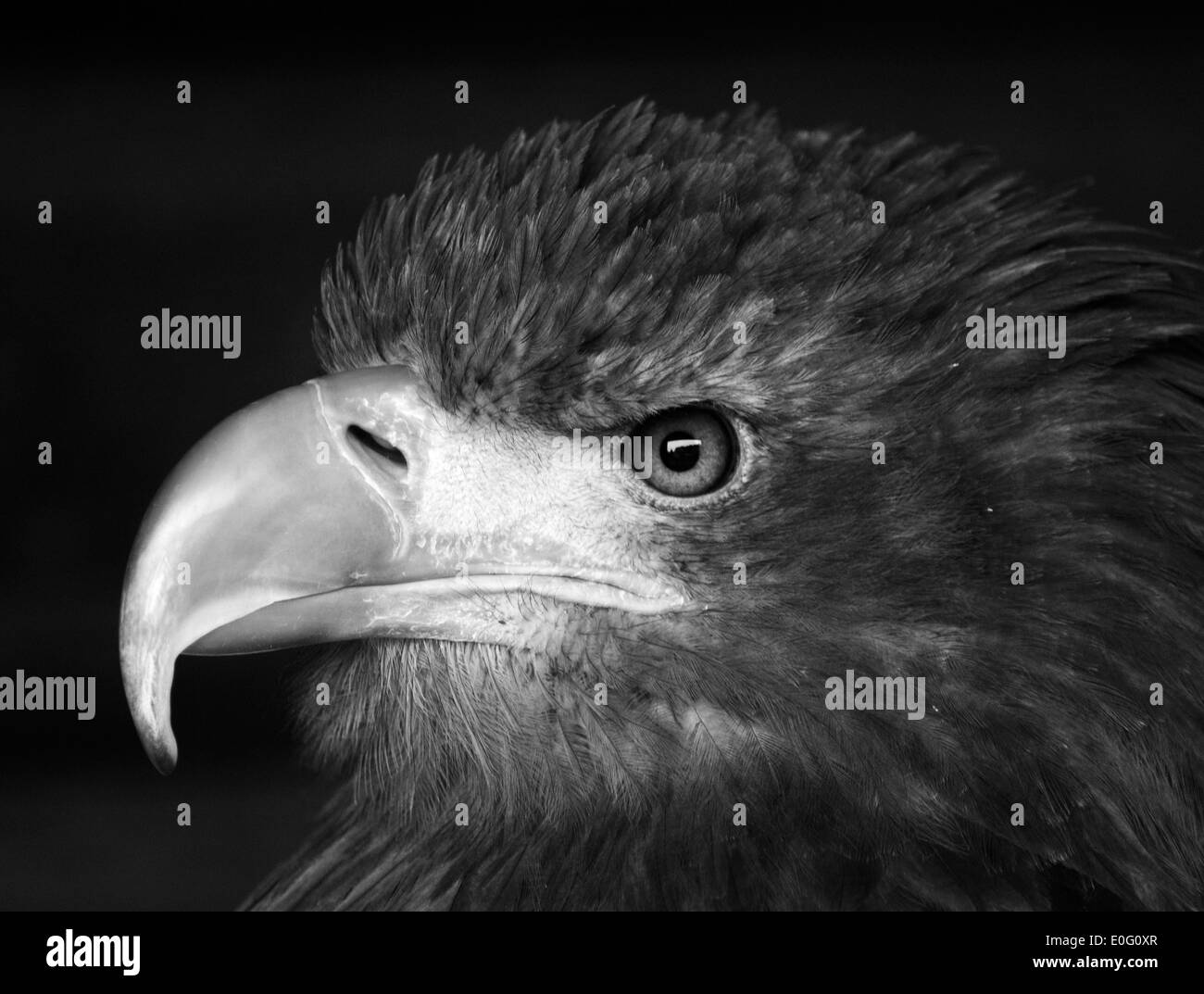 Aquila marina dalla coda bianca catturata al centro degli uccelli rapaci di Kielder Foto Stock