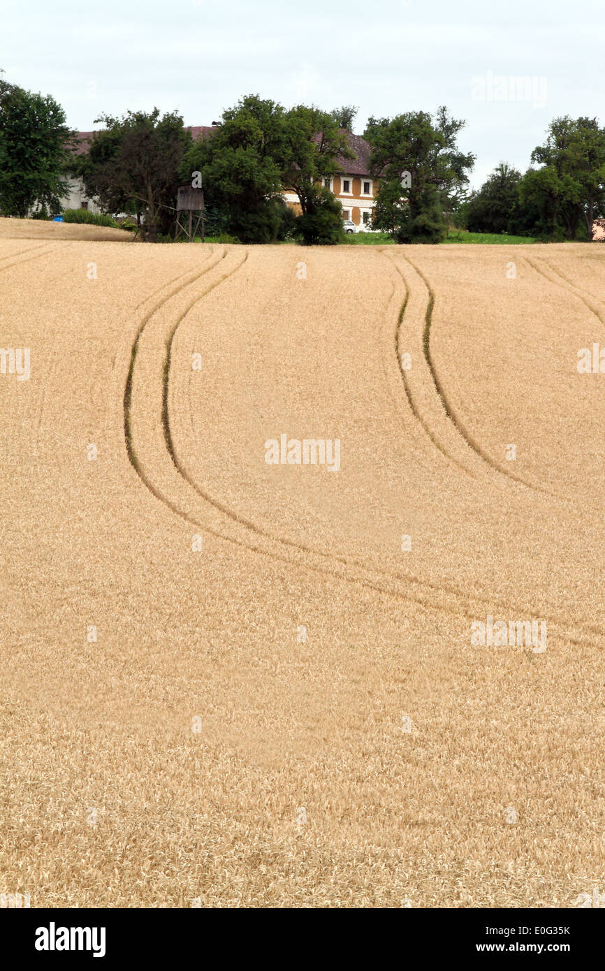 Le vie di un trattore in un campo di grano, Spuren von einem Traktor in einem Getreide Feld Foto Stock