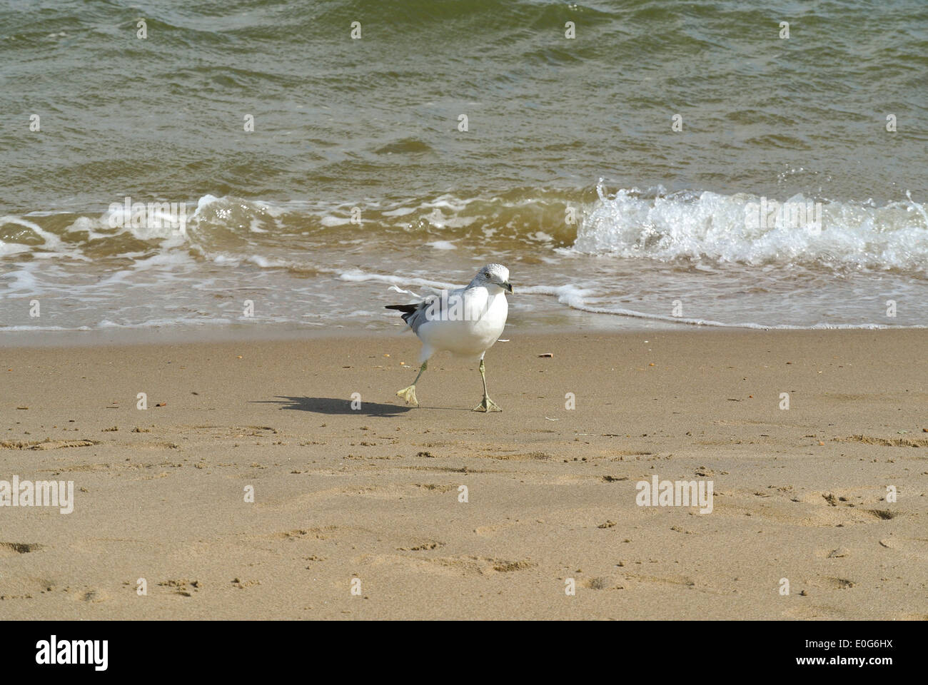 Questo gabbiano su una spiaggia nel Bronx, New York sembra che ballava di fronte onde su una tarda estate del giorno Foto Stock