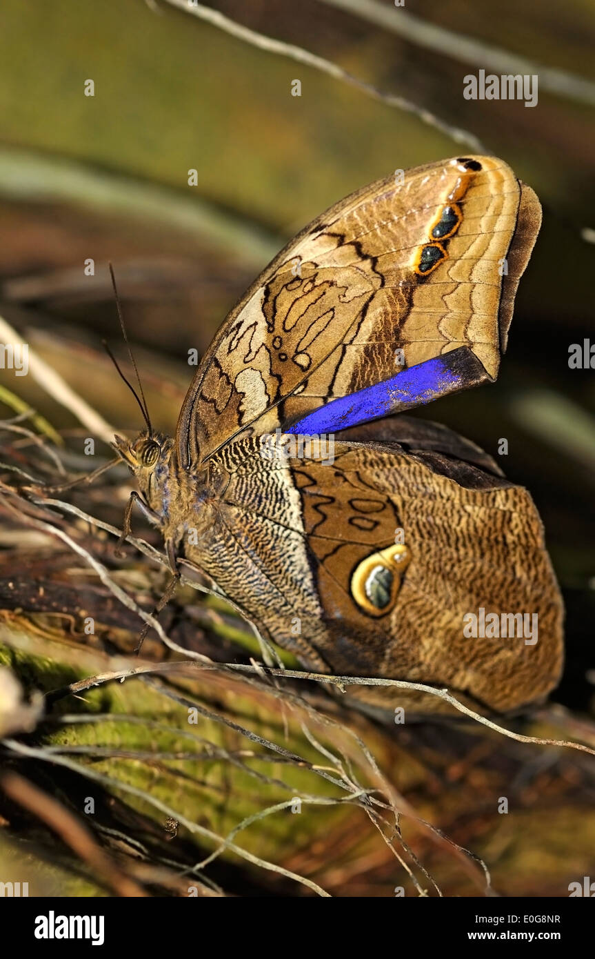 Immagine verticale del gigante Automedon farfalla Civetta, Eryphanis polissena, in appoggio sul terreno. Foto Stock