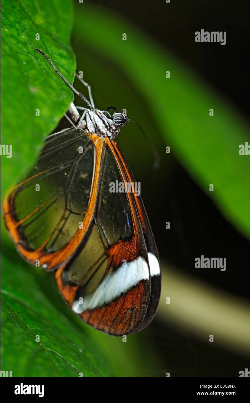 Immagine verticale di Glasswinged butterfly, Greta oto, appoggiato su una foglia verde. Foto Stock
