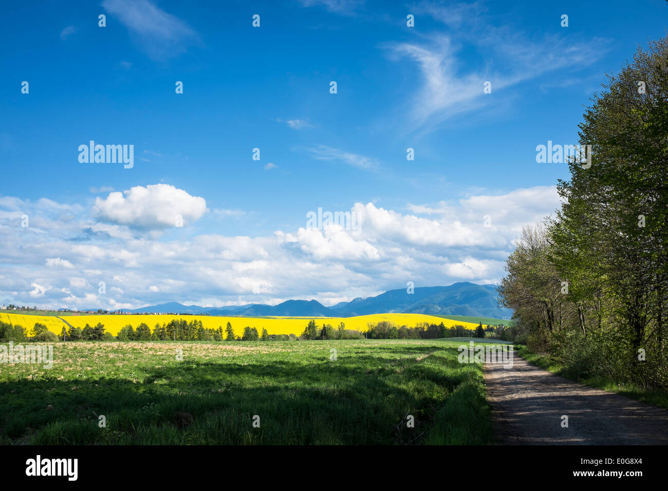 Strada di campo con alberi in blu, verde e giallo Foto Stock