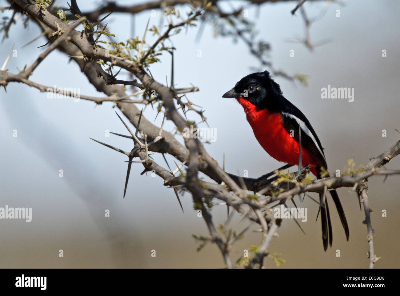 Crimson-breasted Shrike (Laniarius atrococcineus) appollaiato su un ramoscello, Polokwane Game Reserve, Limpopo, Foto Stock