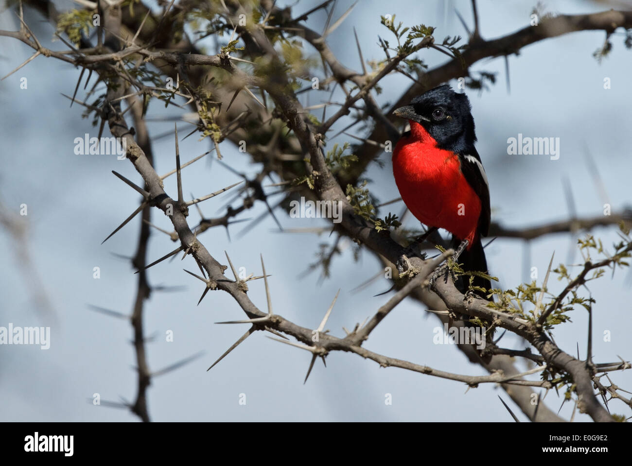 Crimson-breasted Shrike (Laniarius atrococcineus) appollaiato su un ramoscello, Polokwane Game Reserve, Limpopo, Foto Stock