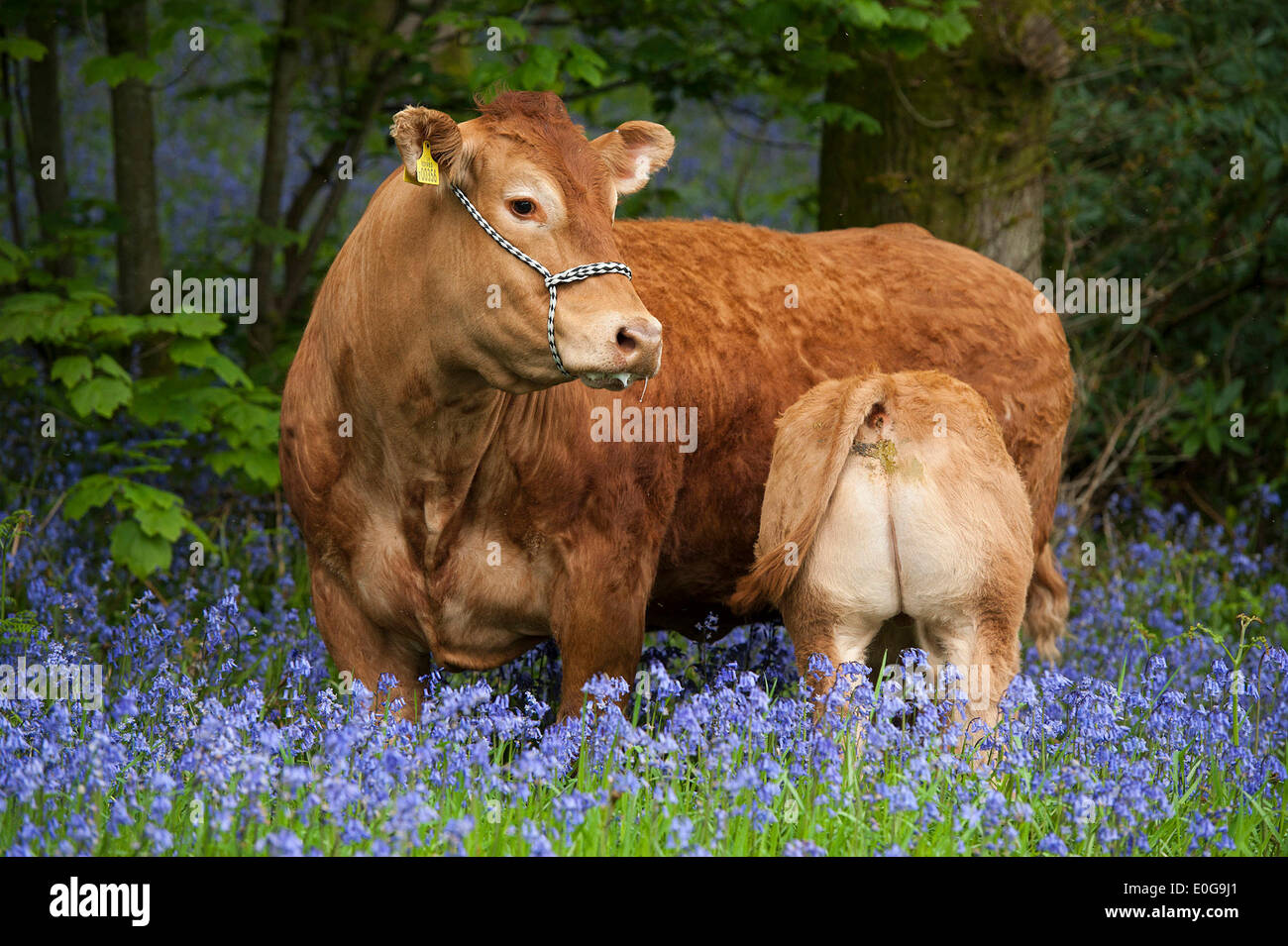 Jackpot Netherhall, Cumbria, Regno Unito. Il 12 maggio 2014. Se andate giù per i boschi oggi.Non abbastanza la vostra tradizionale molla foto, ma Limousin mucca Cloughhead Ainsi godendo la molla meteo con il suo vitello Jackpot Netherhall, vicino a Kirkby Lonsdale, Cumbria. Credito: Wayne HUTCHINSON/Alamy Live News Foto Stock